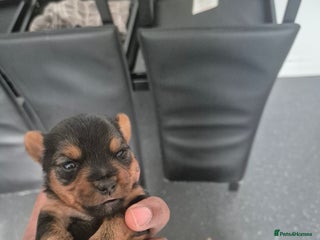 Yorkshire Terrier dogs - Advert 34