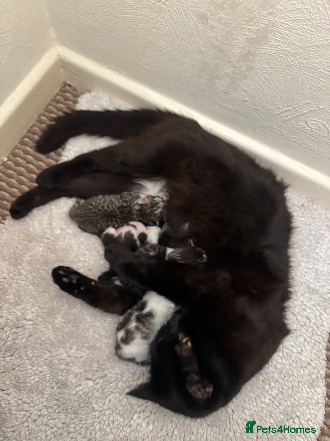 Mixed Breed cats for sale: 5 newborn kittens available - beautiful markings - Image 2