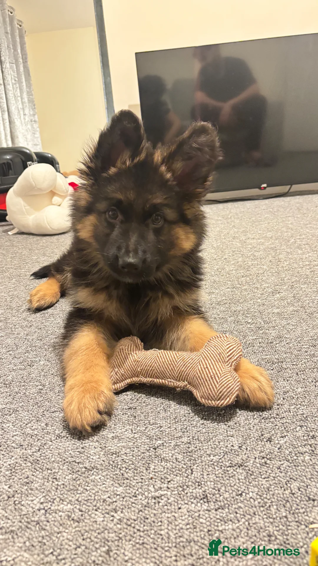 German Shepherd dogs for sale: Male German shepherd puppy for sale  - Advert 2