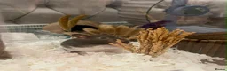 Hamster rodents for sale: Friendly ,Tamed,Syrian Hamster with cage  - Advert 8