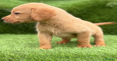 Labrador Retriever dogs - Advert 8