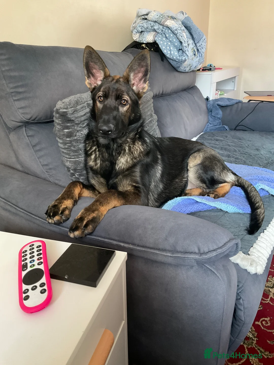 German Shepherd dogs for sale: German Shepherd in Doncaster - Advert 1