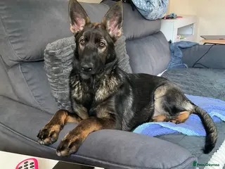 German Shepherd dogs German Shepherd - Advert 5