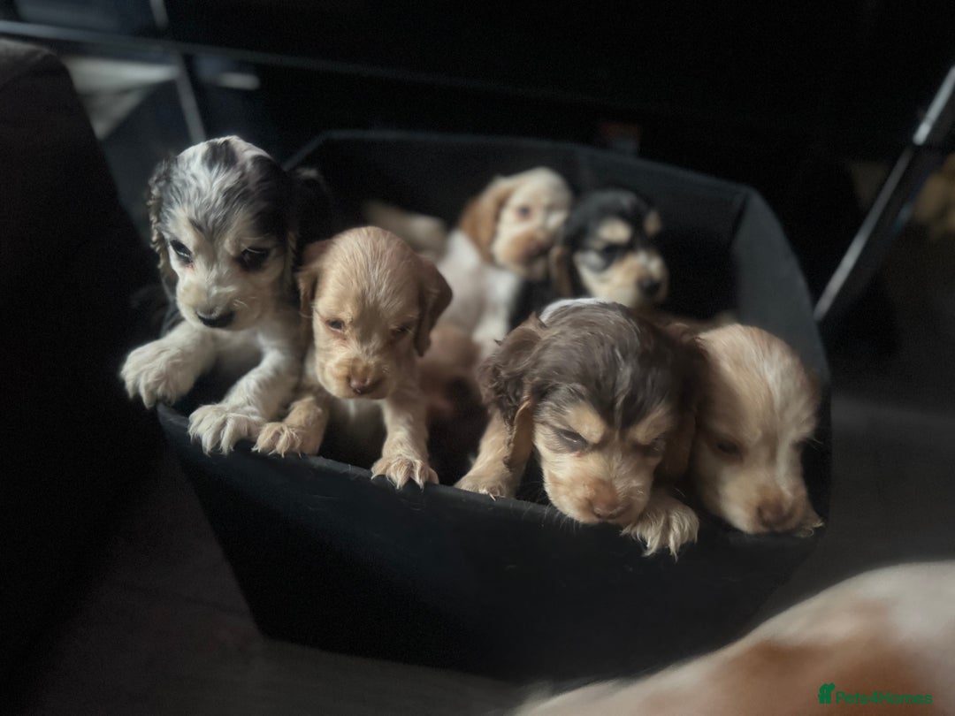 Cocker Spaniel dogs for sale: Stunning litter of Show Cocker Spaniel Puppies - Image 24