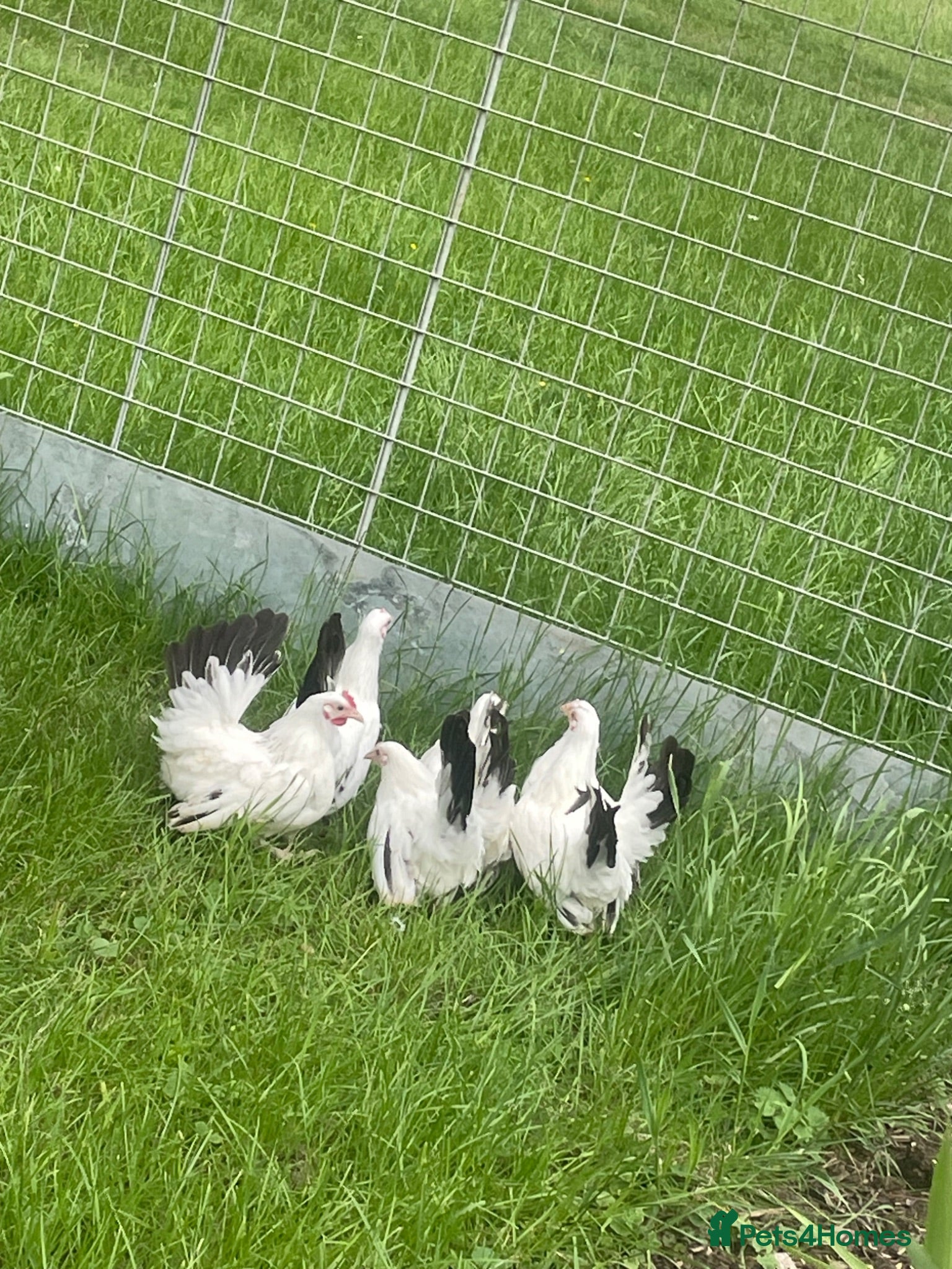 Chickens poultry Japanese Black Tail hens - Advert 1