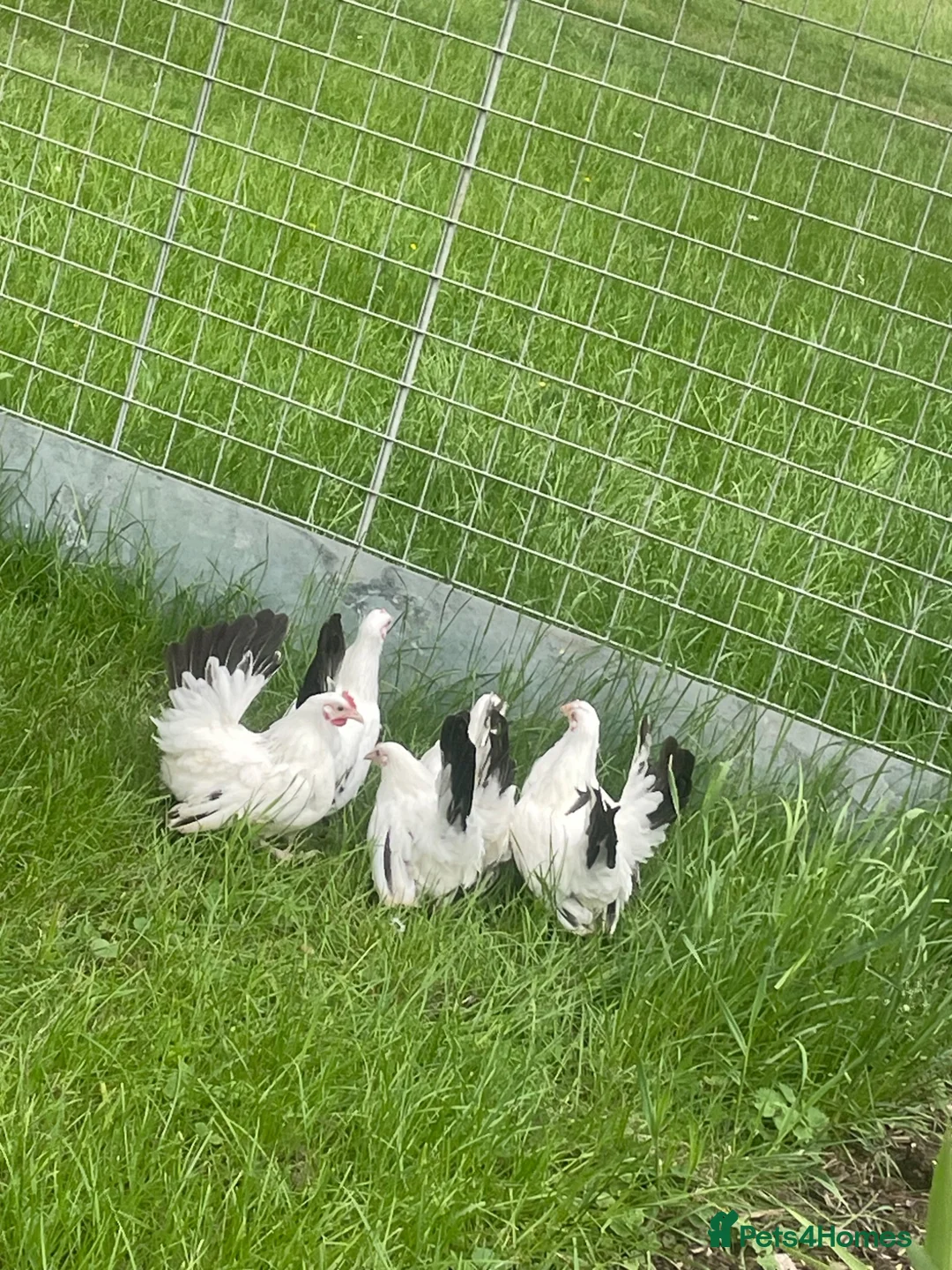 Chickens poultry for sale: Japanese Black Tail hens - Advert 1