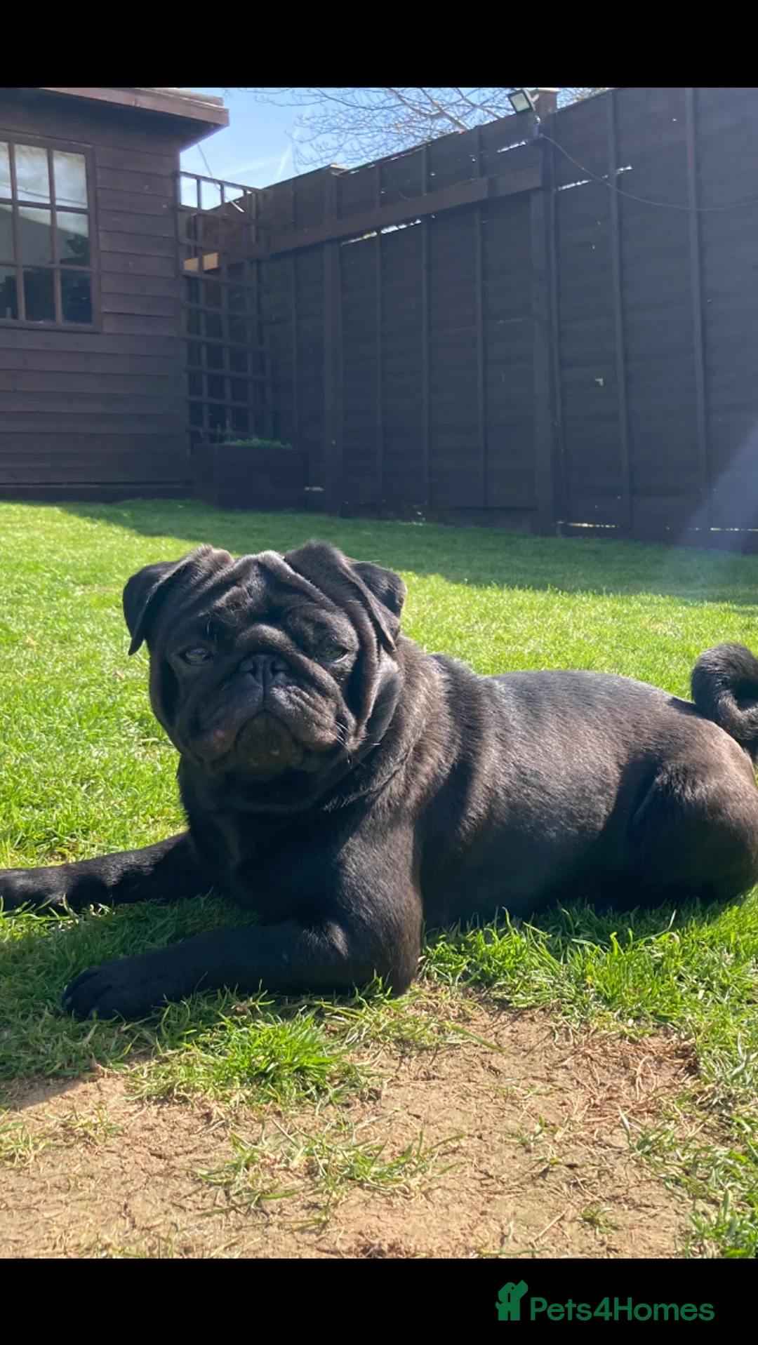 Pug dogs for stud: Health tested black pug stud  in Stevenage - Advert 5