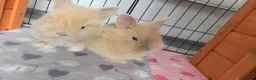 Mini Lion Lop rabbits for sale: 7 beautiful bunnies 🐰 ❤️  - Advert 2