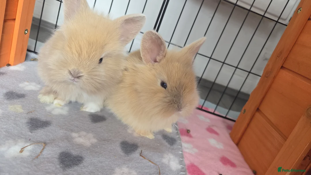 Mini Lion Lop rabbits for sale: 7 beautiful bunnies 🐰 ❤️  - Advert 2