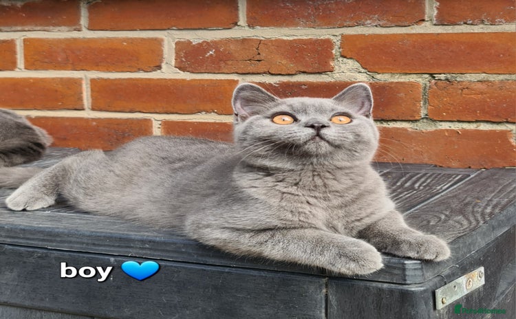 British Shorthair cats - Advert 10