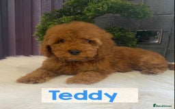 Miniature Poodle dogs for sale: Gorgeous Red Minature Poodles Puppies  - Image 30