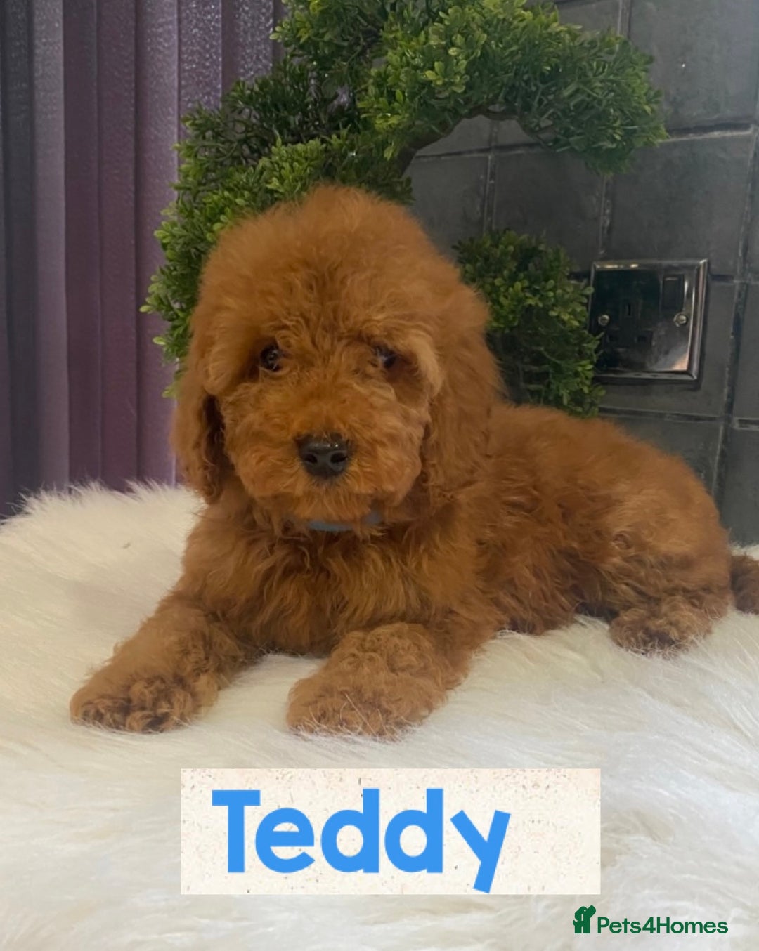 Miniature Poodle dogs for sale: Gorgeous Red Minature Poodles Puppies  - Image 30