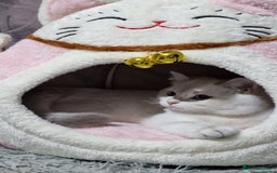 British Shorthair cats for sale: Pedigree British shorthair boy, Champion parents.  - Image 22