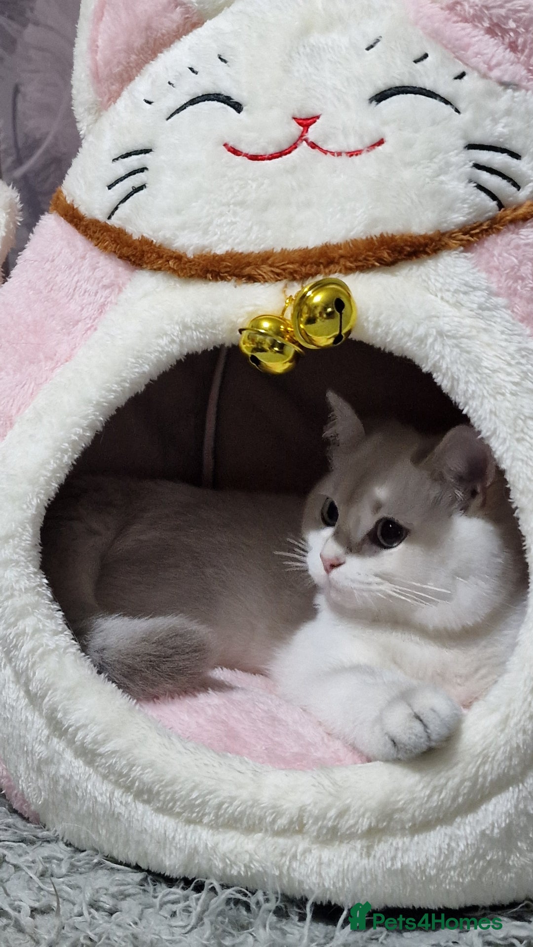 British Shorthair cats for sale: Pedigree British shorthair boy, Champion parents.  - Image 22