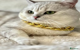 British Shorthair cats for sale: READY NOW ‼️🏆CHAMPIONS Bloodline BSH GCCF. - Image 11