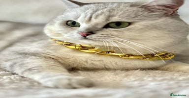 British Shorthair cats - Advert 13