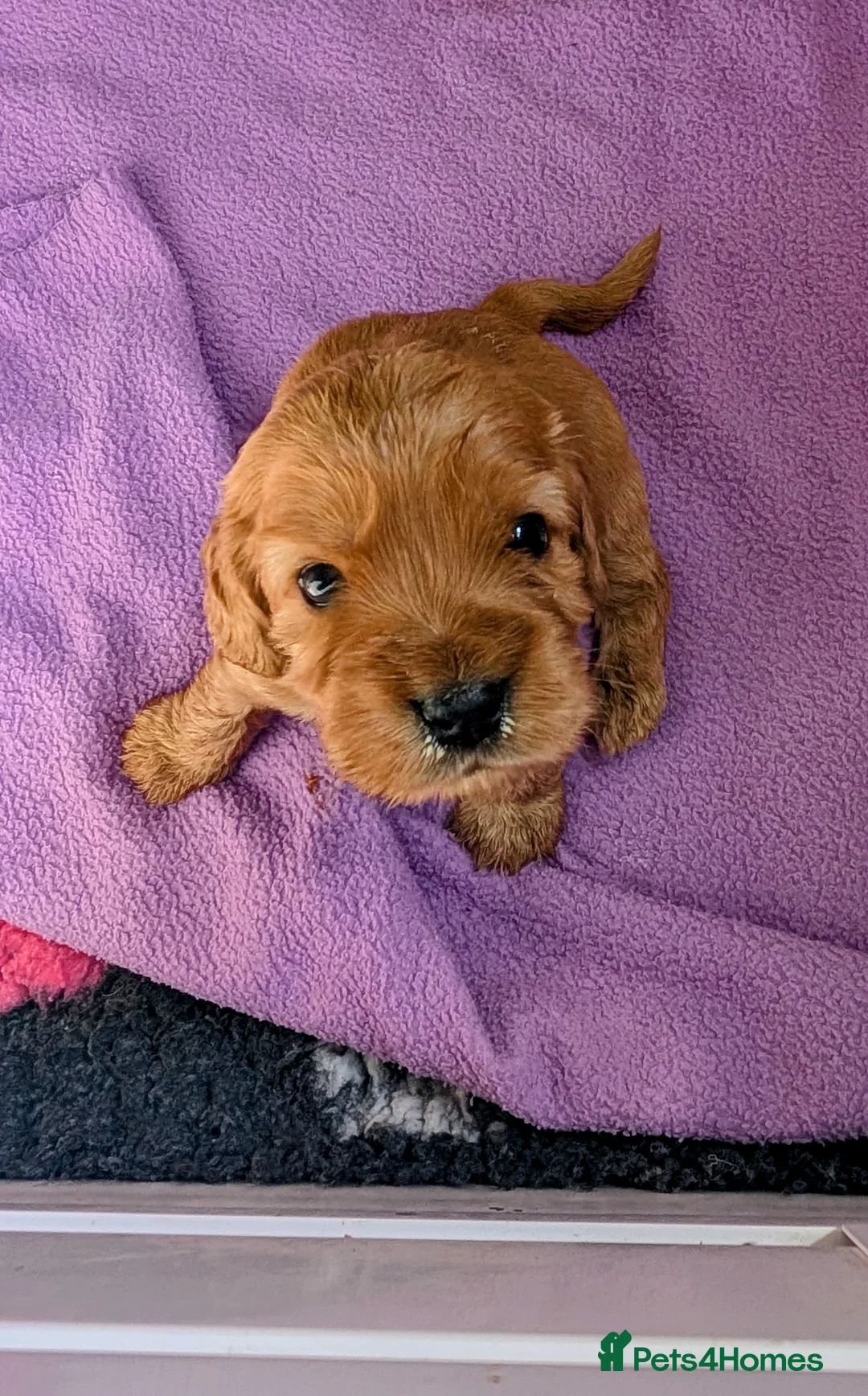 Cocker Spaniel dogs for sale: Adorable KC reg, Pure, Golden Cocker Puppies   in Llansantffraid - Advert 1