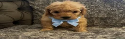 Cockapoo dogs for sale: Cockapoo puppies for sale  in Wednesbury - Advert 3