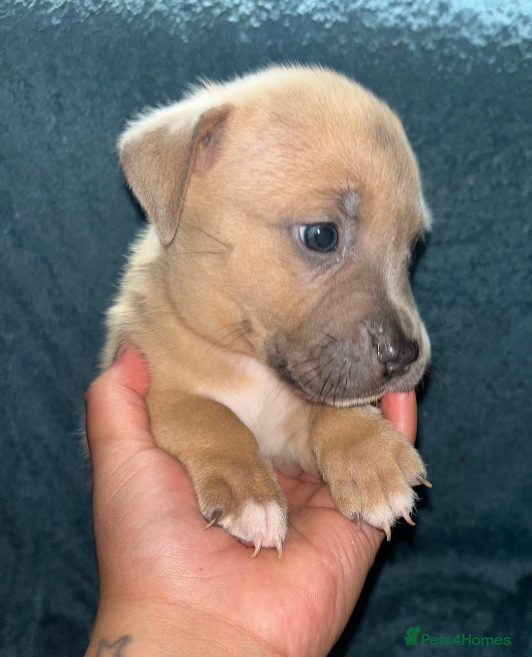 Mixed Breed dogs for sale: Beautiful chunky bully cross staffy pups tri /fawn - Image 15