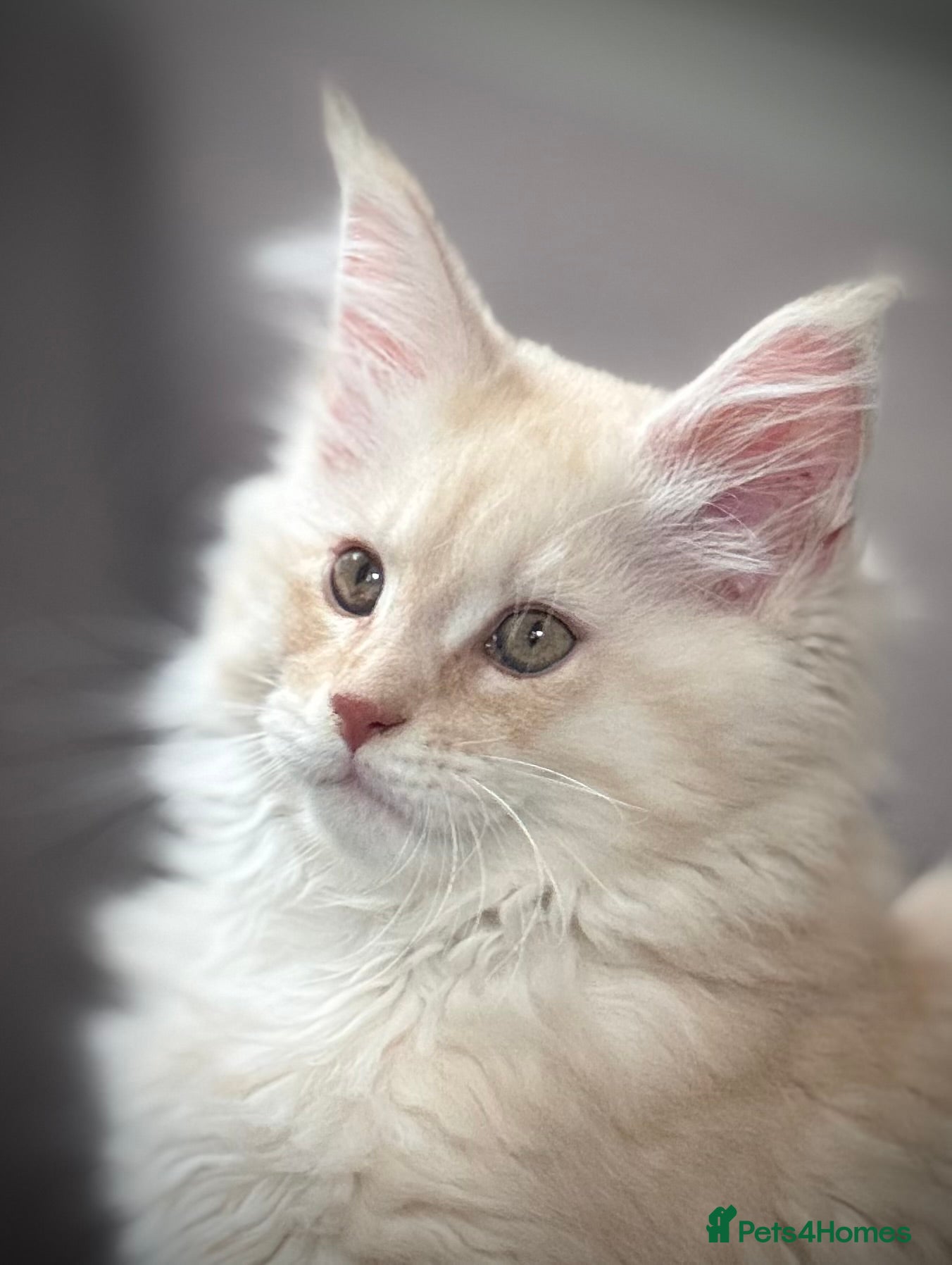 Maine Coon cats Maine coon kittens  - Advert 15