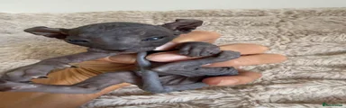 Sphynx 6