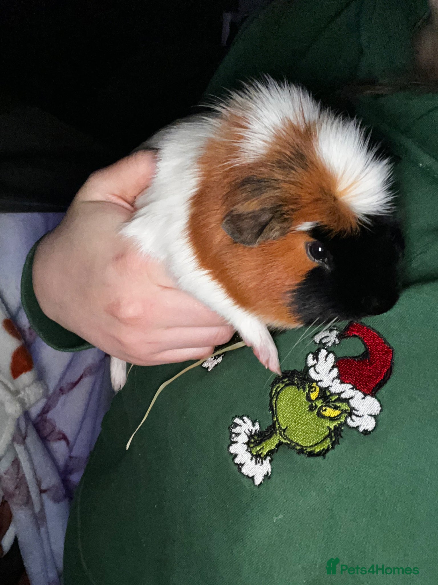 Guinea Pig rodents male guinea pigs with enclosure - Advert 14