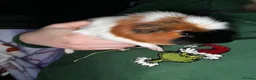 Guinea Pig rodents for sale: 2 male guinea pigs - Advert 4