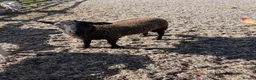 Sheep livestock for sale: Easycare Ram Lambs - Advert 3