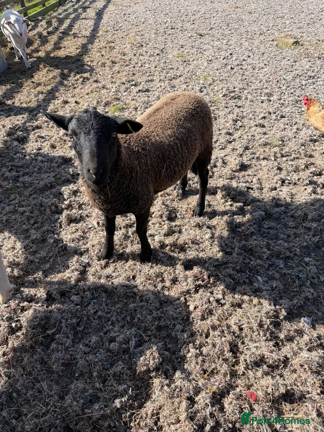 Sheep livestock for sale: Easycare Ram Lambs - Advert 3