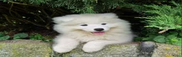 Samoyed dogs for sale: Samoyed puppy KC in Brandon - Advert 3