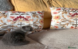 Mixed Breed cats for sale: Grey kittens for sale - Image 16