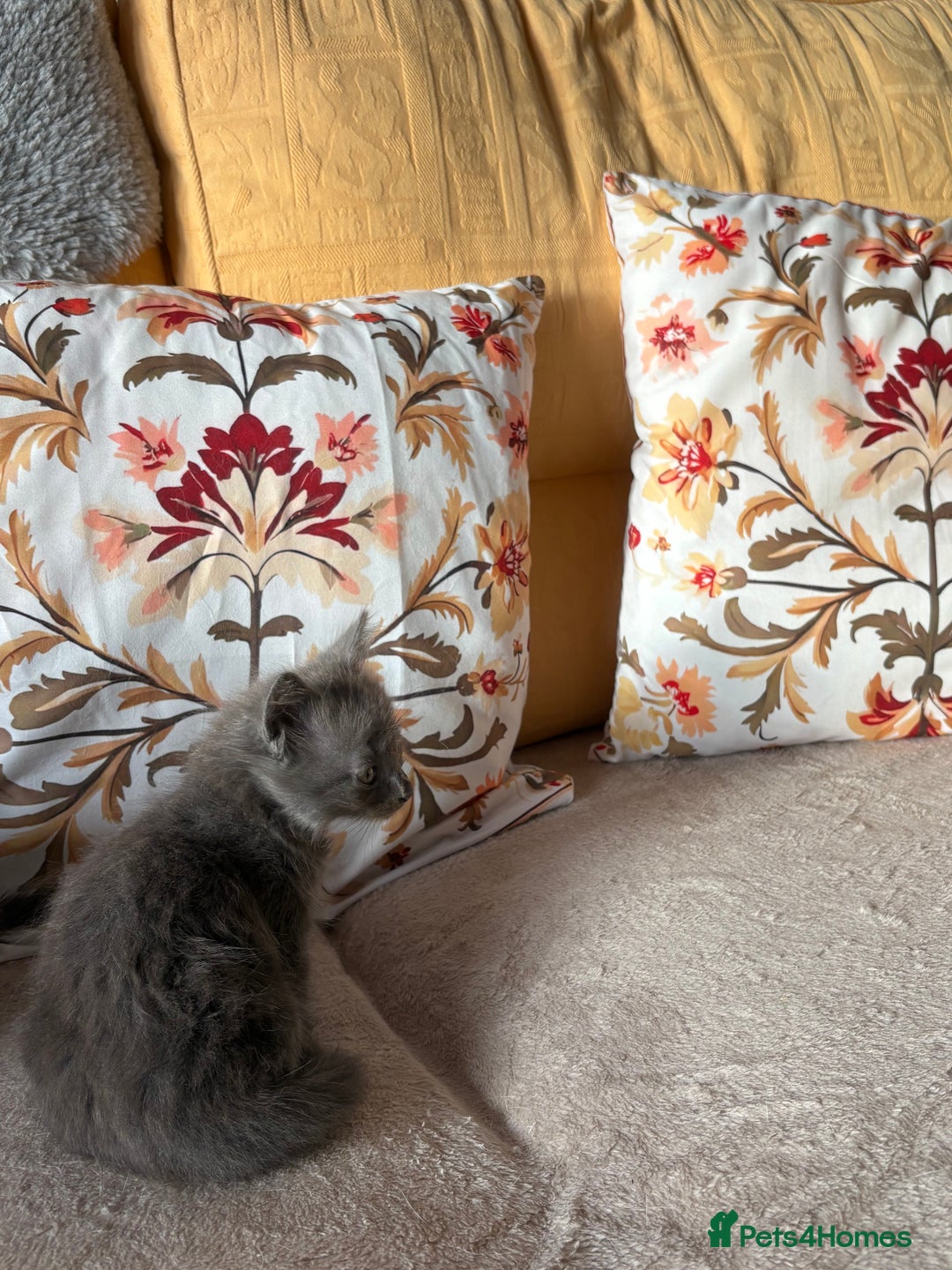 Mixed Breed cats for sale: Grey kittens for sale - Image 16