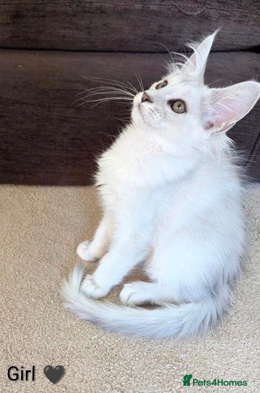 Maine Coon cats Ticked & Shaded Maine Coon Kittens  - Advert 1