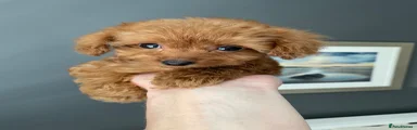 Cockapoo 2