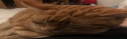 Domestic Shorthair cats for sale: Last female ginger kitten - Advert 4