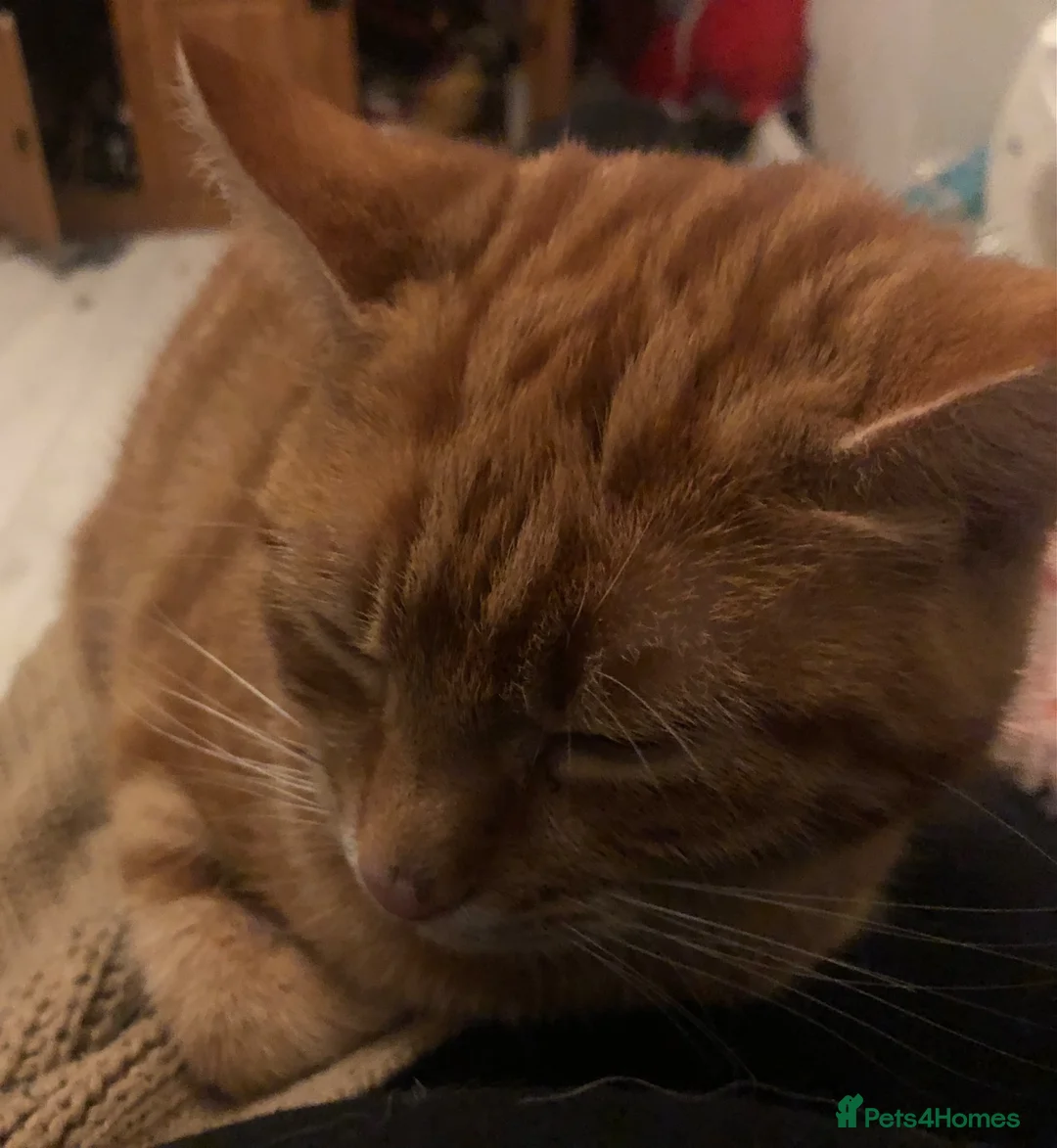 Domestic Shorthair cats for sale: Last female ginger kitten - Advert 4