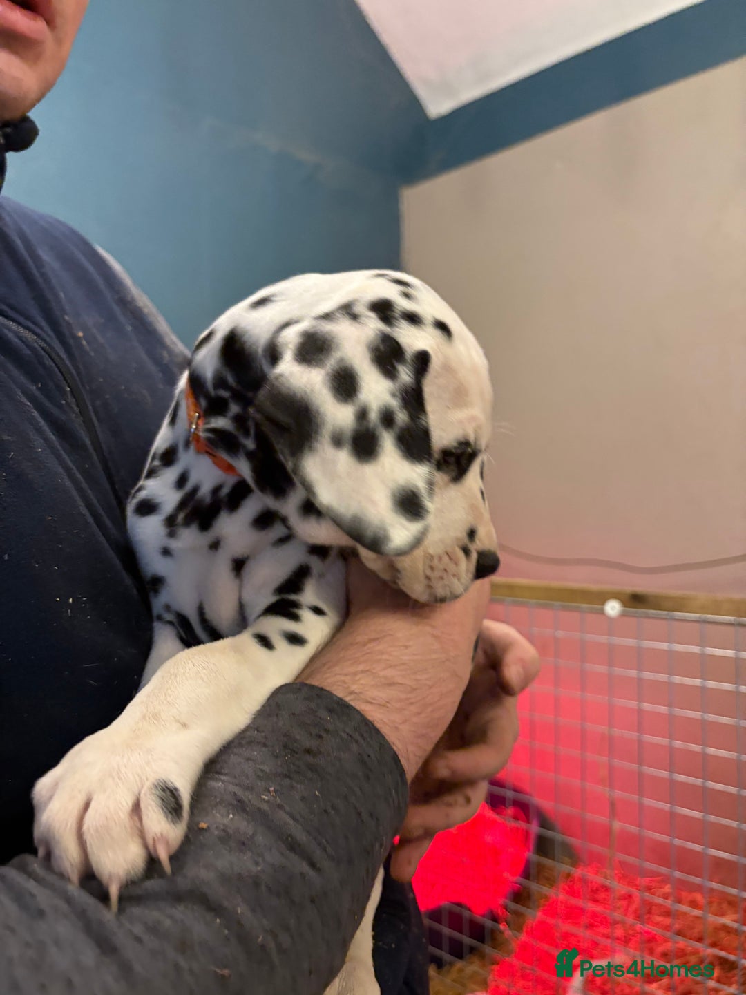Dalmatian dogs for sale: The most beautiful beautiful Dalmatian puppies  - Advert 3