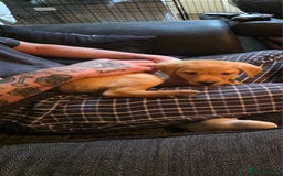 Labrador Retriever dogs for sale: Male labrador retriever  - Image 1