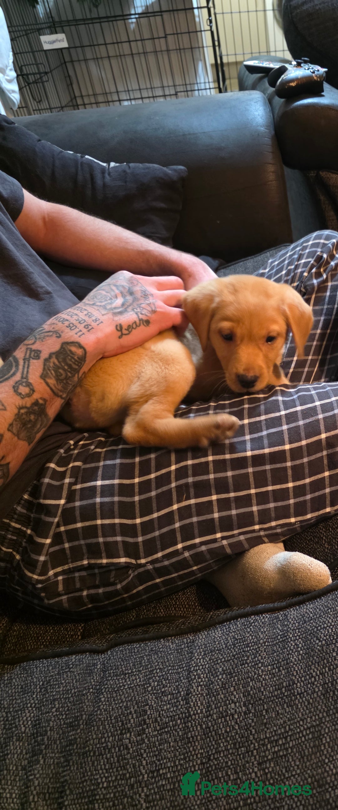 Labrador Retriever dogs for sale: Male labrador retriever  - Image 1