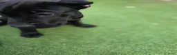 Cane Corso dogs for sale: Cane Corso puppies - Advert 15