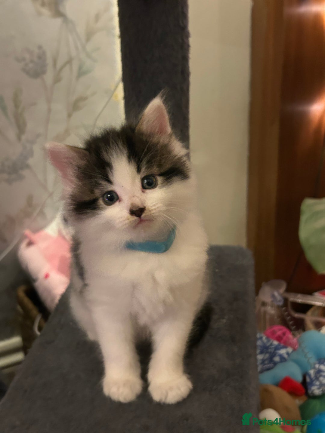 British Longhair cats for sale: Gorgeous Friendly Kittens - Advert 7