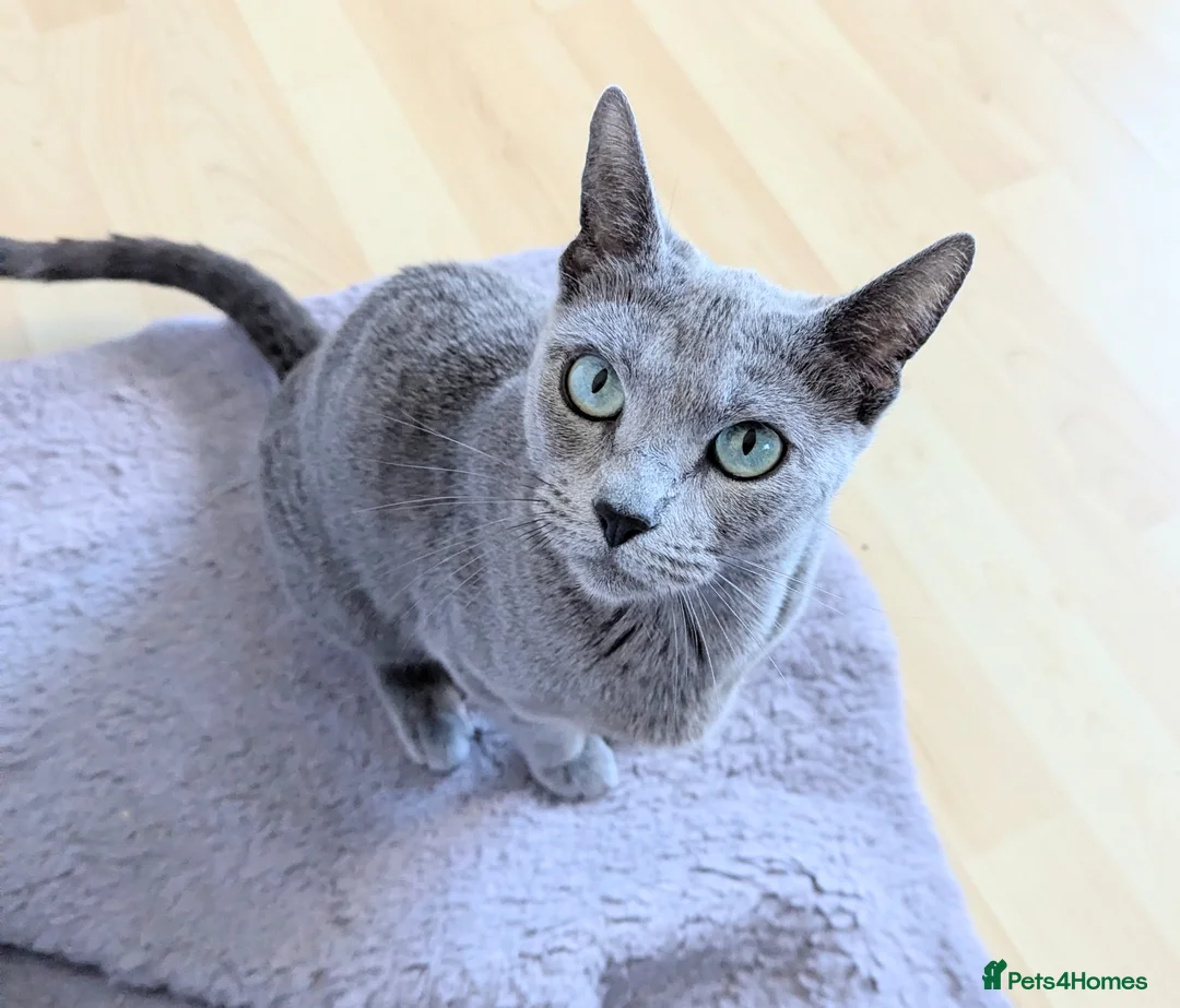 Russian Blue cats for sale: GCCF Registered Females – Kind, Gentle Lap Cats - Advert 2