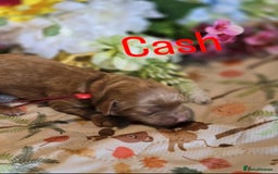 Cockapoo dogs for sale: American cockerpoo licensed Breeder health tested  - Image 6