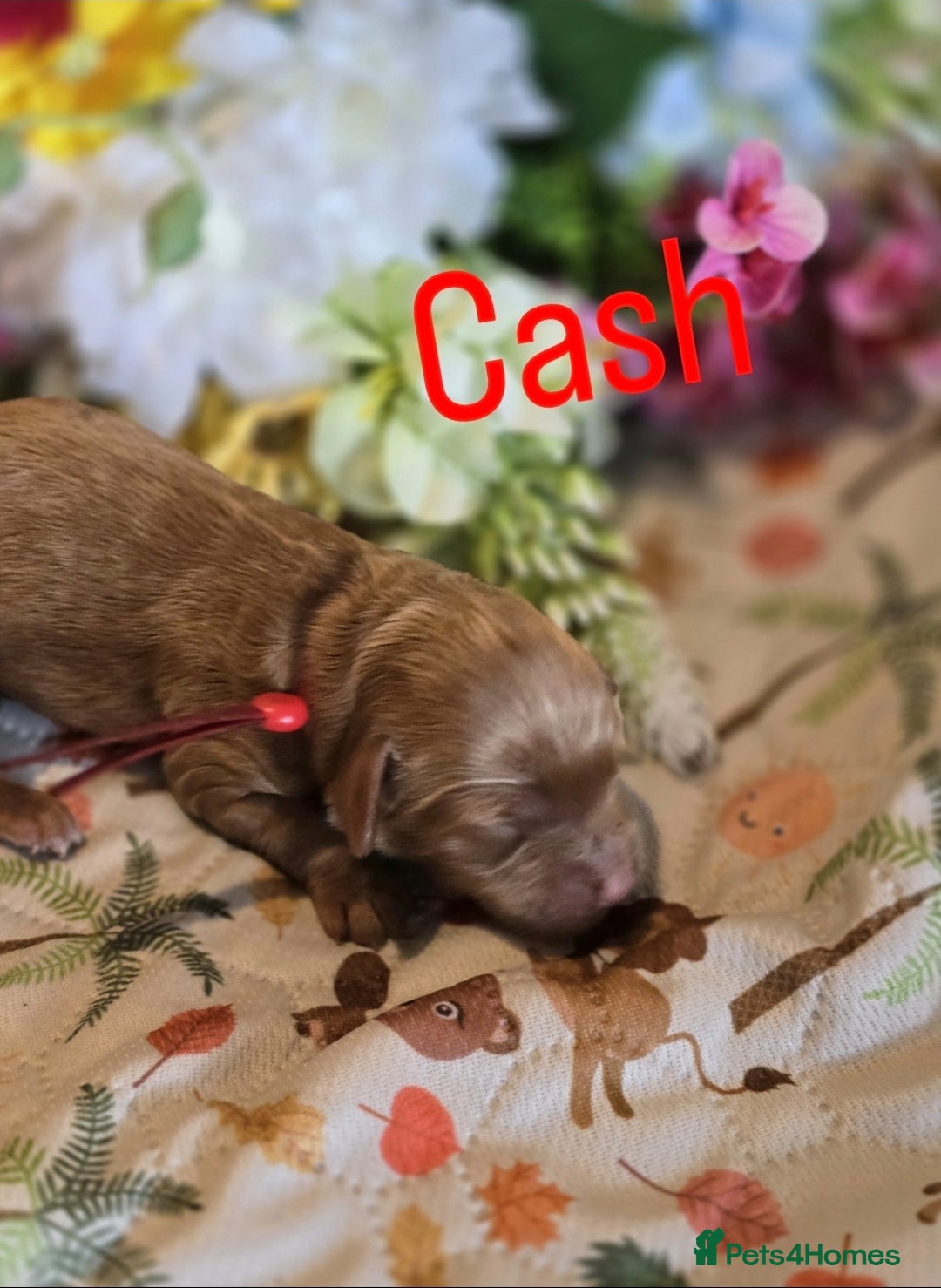 Cockapoo dogs for sale: American cockerpoo licensed Breeder health tested  - Image 6