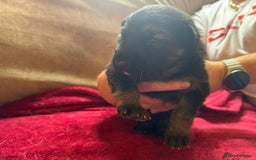 German Shepherd dogs for sale: Stunning long  German Shepherd puppies gsd pups  - Image 13