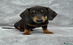 Miniature Dachshund dogs for sale: Kc Reg Miniature Dachshund Puppies  - Image 6