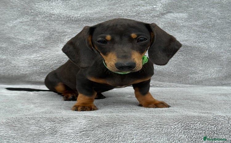 Miniature Dachshund dogs - Advert 7