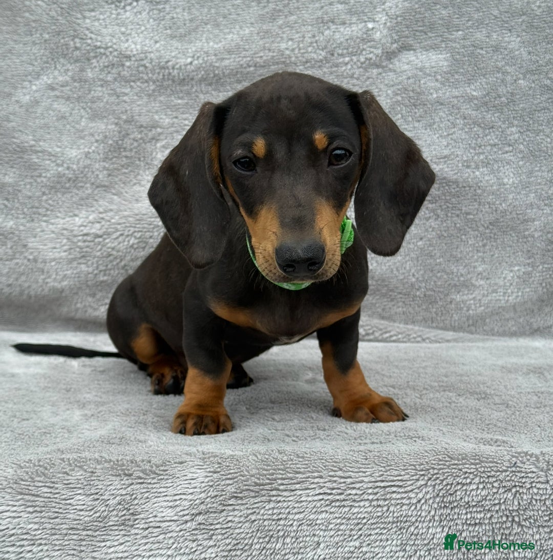 Miniature Dachshund dogs for sale: Kc Reg Miniature Dachshund Puppies  - Image 6