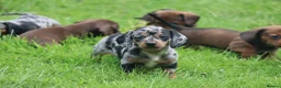 Miniature Dachshund dogs for sale: Stunning litter of Miniature Dachshunds  - Advert 6