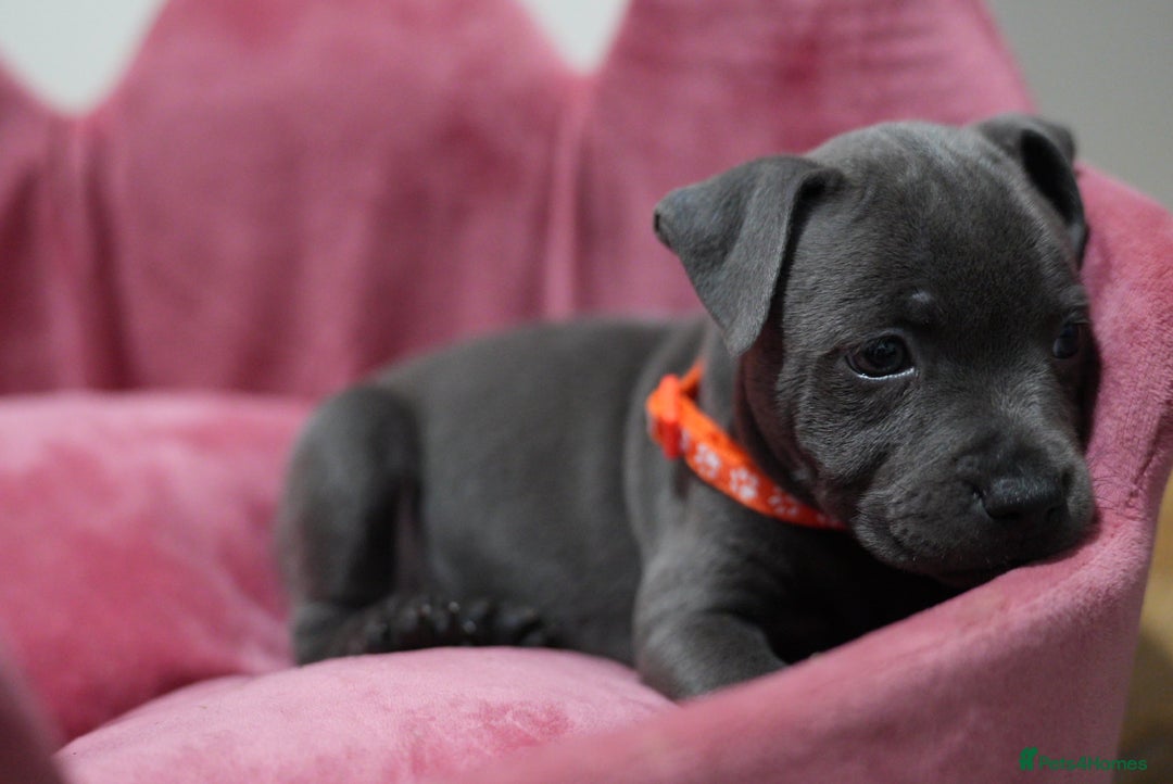 Staffordshire Bull Terrier dogs for sale: Ready now! Stunning Staffy Puppies 🐶 - Advert 11